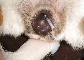 Cumming on a tight anus of my retriever