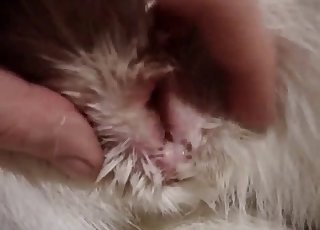 Animal cunt shown up close