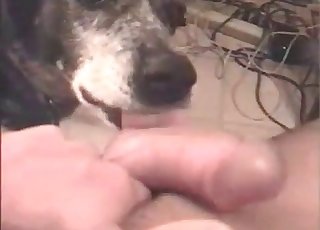 Man shows off his huge dick for a doggy