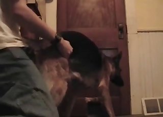 Cute shepherd in amazing bestiality porn